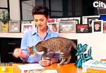 Michi “periodista” roba cámara a presentadora gatito