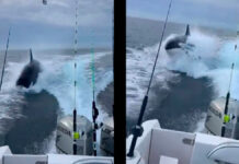 Orca sorprende a turistas en Sinaloa orca