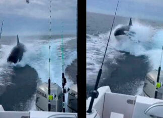 Orca sorprende a turistas en Sinaloa orca