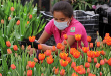 San Valentín dejaría 4 mdp en Atlixco por venta de rosas y flores Más de mil 500 productores iniciaron con la comercialización de rosas y flor de temporada para la celebración del Día de San Valentín. Foto: Es Imagen