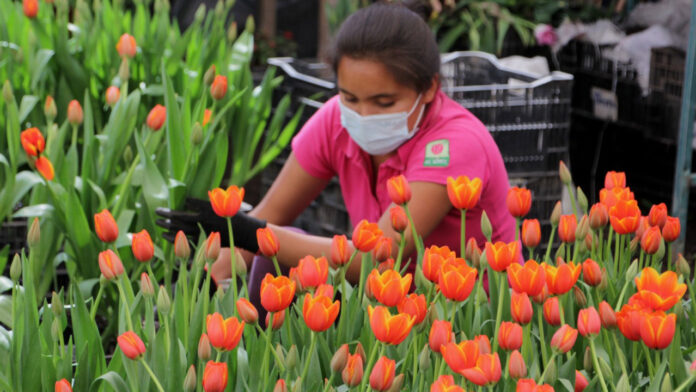 Más de mil 500 productores iniciaron con la comercialización de rosas y flor de temporada para la celebración del Día de San Valentín. Foto: Es Imagen