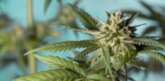 Turnan regulación del Cannabis a Comisión de Salud en el Senado Turnan regulación del Cannabis a Comisión de Salud en el Senado