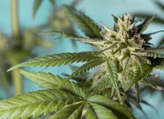 Turnan regulación del Cannabis a Comisión de Salud en el Senado Turnan regulación del Cannabis a Comisión de Salud en el Senado