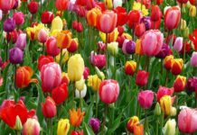 Estima Atlixco vender 200 mil tulipanes en San Valentín