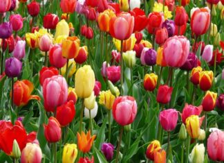 Estima Atlixco vender 200 mil tulipanes en San Valentín