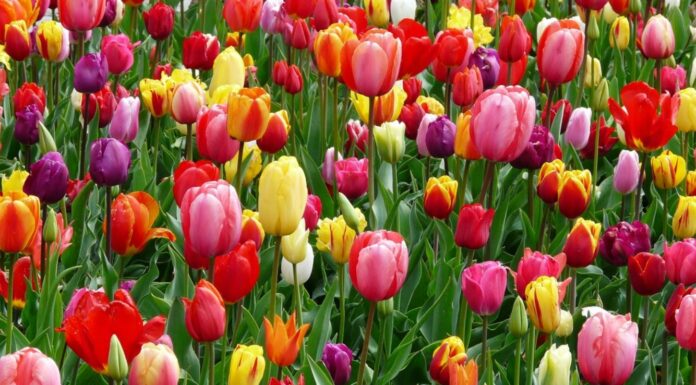 Estima Atlixco vender 200 mil tulipanes en San Valentín
