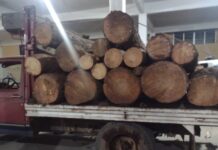 Detiene Policía Estatal a presuntos taladores