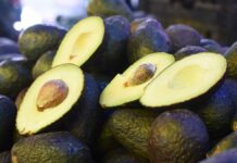 Exportación de aguacate a EU reiniciaría la siguiente semana aguacate