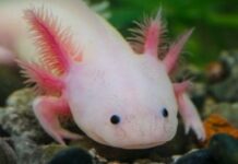 Zoológico de Morelia lanza exposición por el Día Nacional del Ajolote