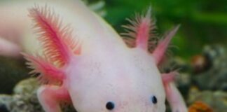 Zoológico de Morelia lanza exposición por el Día Nacional del Ajolote