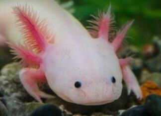 Zoológico de Morelia lanza exposición por el Día Nacional del Ajolote