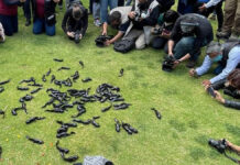 Denuncian a alcaldes de la CDMX por poner ajolotes en riesgo ajolotes