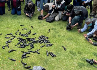 Denuncian a alcaldes de la CDMX por poner ajolotes en riesgo ajolotes