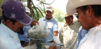 Recupera BUAP prácticas ancestrales para combatir plagas agrícolas maíz