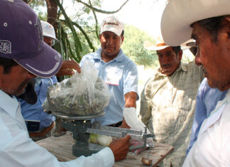 Recupera BUAP prácticas ancestrales para combatir plagas agrícolas maíz