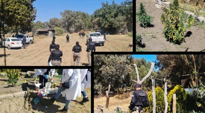 Aseguran 17 plantas de cannabis durante cateo en Tlaxcala Cateo