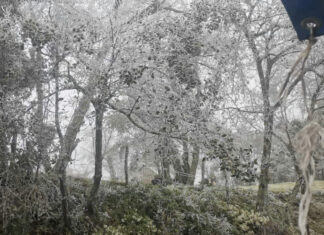 ¡Cencellada en Chiconquiaco! Estas son las fotos Flores, árboles, alambradas, e incluso fachadas y canaletas de edificios, estaban cubiertas por la cencellada. Foto: Vía: @JorgeFaibre