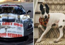 Ofrecen Corvette como recompensa por perro perdido
