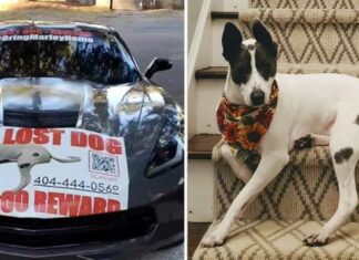 Ofrecen Corvette como recompensa por perro perdido