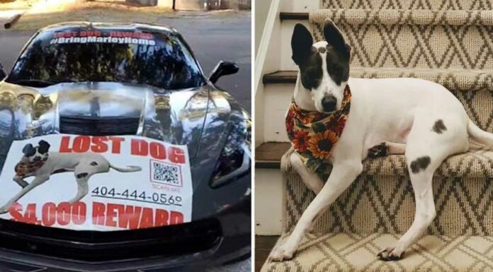 Ofrecen Corvette como recompensa por perro perdido