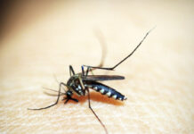 Puebla suma 717 casos por dengue; hay 14 hospitalizados dengue