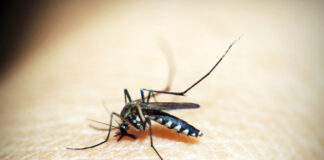 Puebla suma mil 528 casos acumulados de dengue dengue