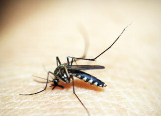 Puebla reporta 12 casos de dengue dengue