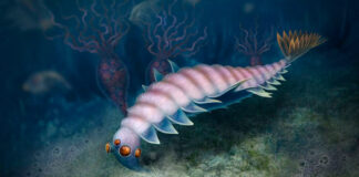 Hallan especie considerada extinta hace 500 millones de años especie