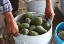 Reanudan exportaciones de aguacate de Michoacán a EU La industria del aguacate en Michoacán deja 3 mil 100 millones de dólares de ingresos por exportaciones anuales. Foto: Es Imagen