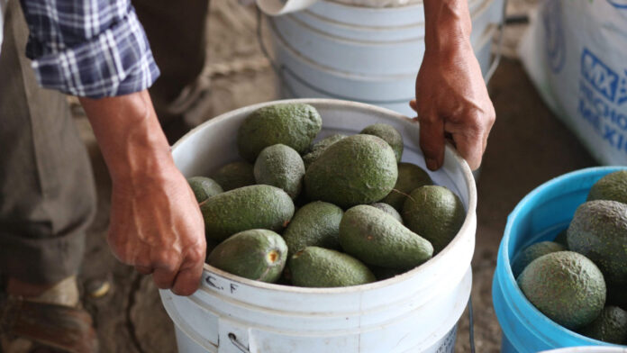 exportaciones La industria del aguacate en Michoacán deja 3 mil 100 millones de dólares de ingresos por exportaciones anuales. Foto: Es Imagen