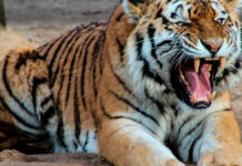 Autoridades buscan a posible tigre extraviado en Guanajuato tigre
