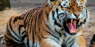 Capturan a tigre en Querétaro; atacaba granjas tigre