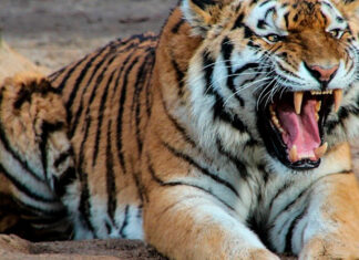 Autoridades buscan a posible tigre extraviado en Guanajuato tigre