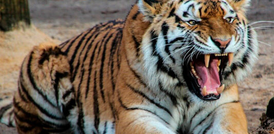tigre