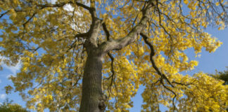 Sustituyen 10 fresnos enfermos en parque de colonia La Paz Todos los residuos de estos fresnos enfermos se incinerarán bajo un protocolo especial, indicó Myriam Arabian Couttolenc.
