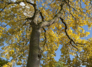 Sustituyen 10 fresnos enfermos en parque de colonia La Paz Todos los residuos de estos fresnos enfermos se incinerarán bajo un protocolo especial, indicó Myriam Arabian Couttolenc.