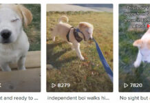Joven documenta en redes la vida de su perrito ciego