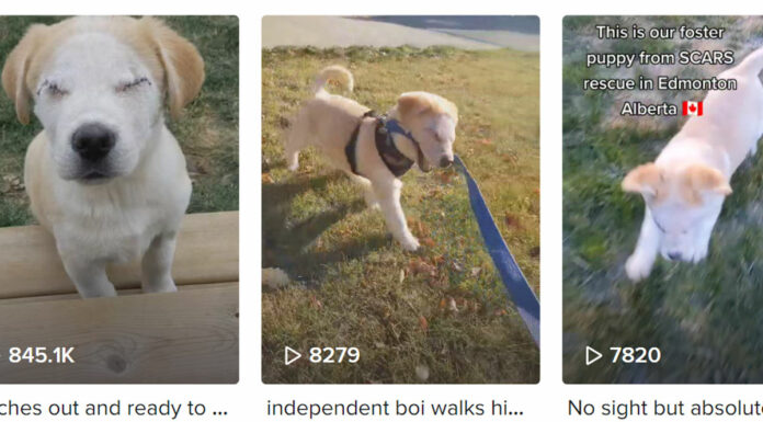 Joven documenta en redes la vida de su perrito ciego