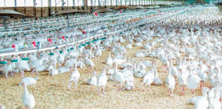 Alertan por brote de gripe aviar en España