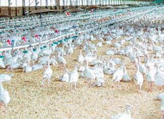 Alertan por brote de gripe aviar en España