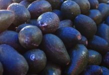 Heladas dañaron aguacate de 68 productores en Zacatlán heladas