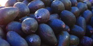 Heladas dañaron aguacate de 68 productores en Zacatlán heladas