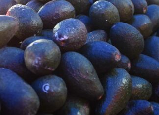 Heladas dañaron aguacate de 68 productores en Zacatlán heladas