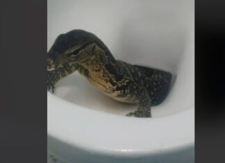 Encuentran a lagarto dentro de un excusado en Tailandia lagarto