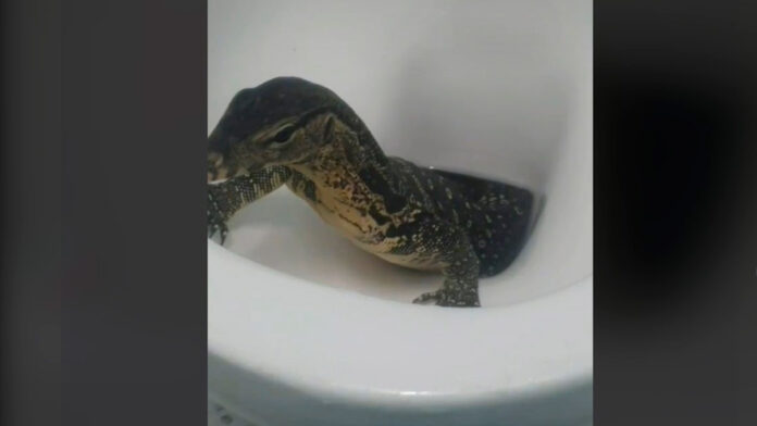 lagarto lagarto