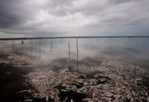 Sequía en Brasil provoca muerte de 20 toneladas de peces Brasil