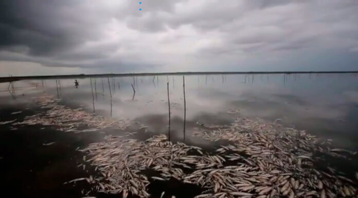 Sequía en Brasil provoca muerte de 20 toneladas de peces Brasil