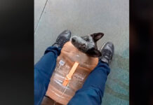 Perrita viaja en metro en un garrafón y se hace tendencia perrita metro