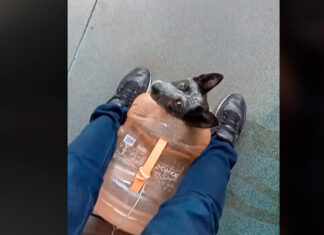 Perrita viaja en metro en un garrafón y se hace tendencia perrita metro