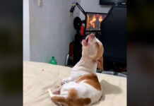 Perrito canta canción de Bad Bunny y se hace viral perrito